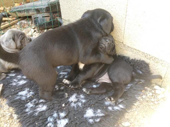 2 adorable Chiots de pure race cane corso