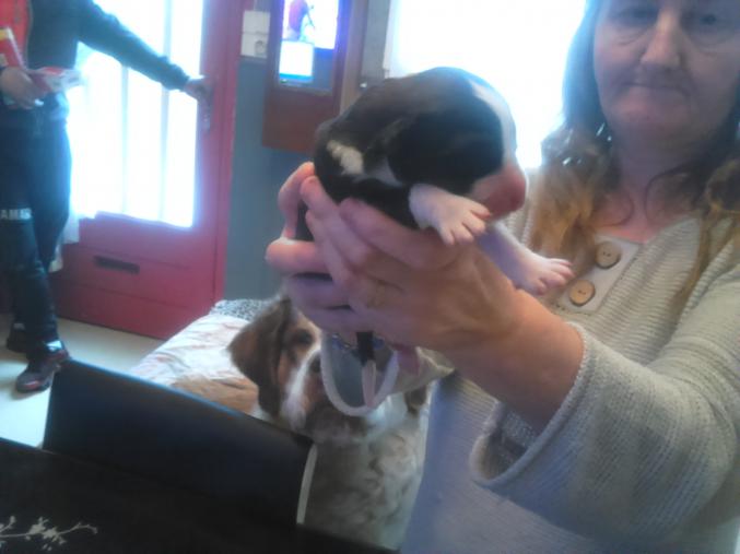 S/bernardxbouvier bernois