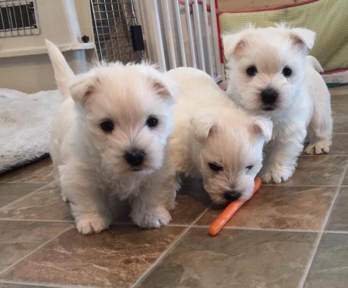 Chiots WEST HIGHLAND (Westie Terrier)  lof 