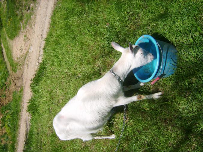 Vend chèvre blanche