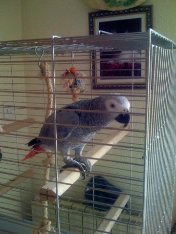 Femelle gris du Gabon