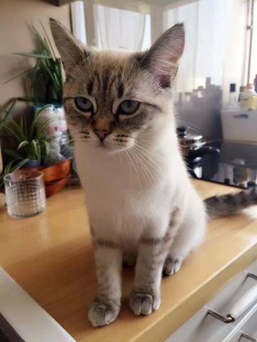 Adorables chaton à vendre