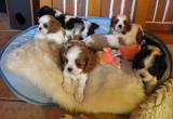 Superbes cavaliers king charles lof