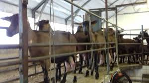 Recherche un emploi élevage de chèvres