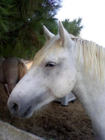 Cheval camargue