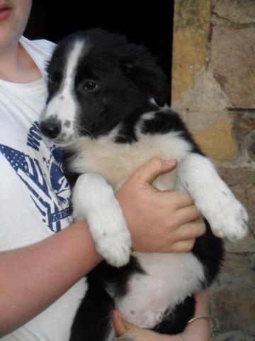 CHIOTS TYPE BORDER COLLIE