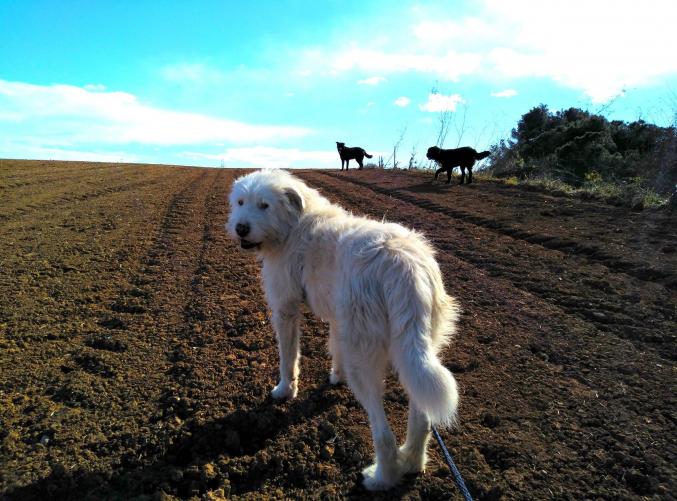 ÉDUCATION CANINE    et GARDERIE / balades