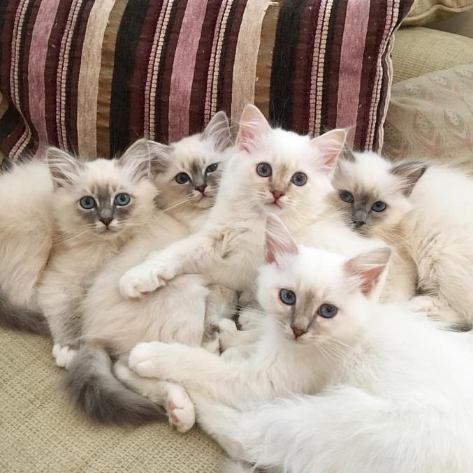 Splendide Chatons A Réserver Type Sacré De Birmanie