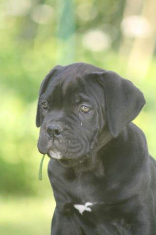 Chiots Cane Corso