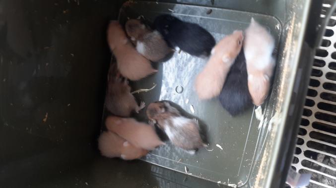 Je vend des hamister dore