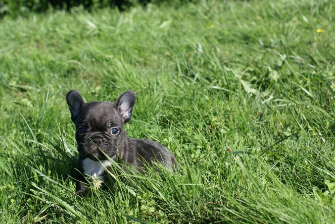 Magnifiques Chiots LOF Bouledogues Francais