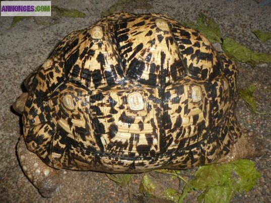 3 géochelones pardalis