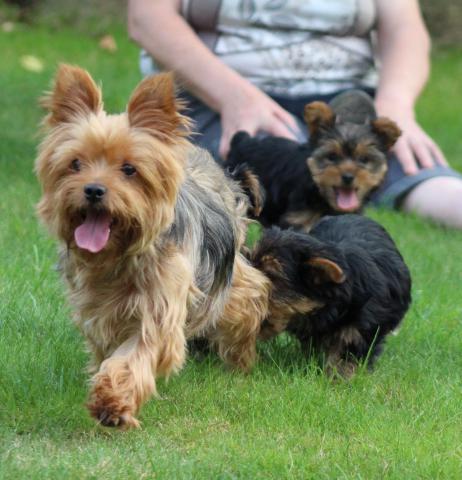 2 bébés Yorkshire terrier