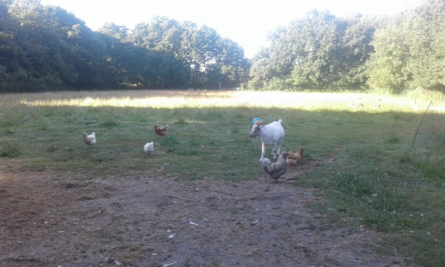 Longère et gîte mitoyen entre mer et forêt