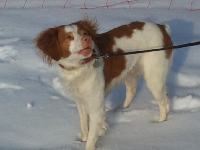 Femelle pour faire des chiots