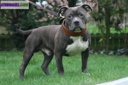 SAILLIE AMERICAN BULLY POCKET