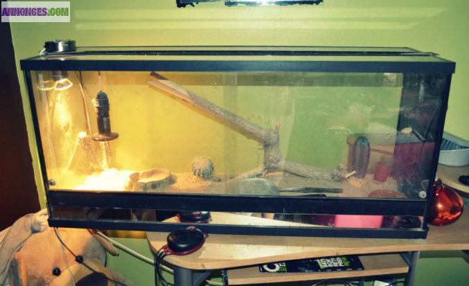 Terrarium tout equiper 101X30 