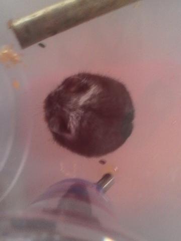 URGENT donne hamsters russes