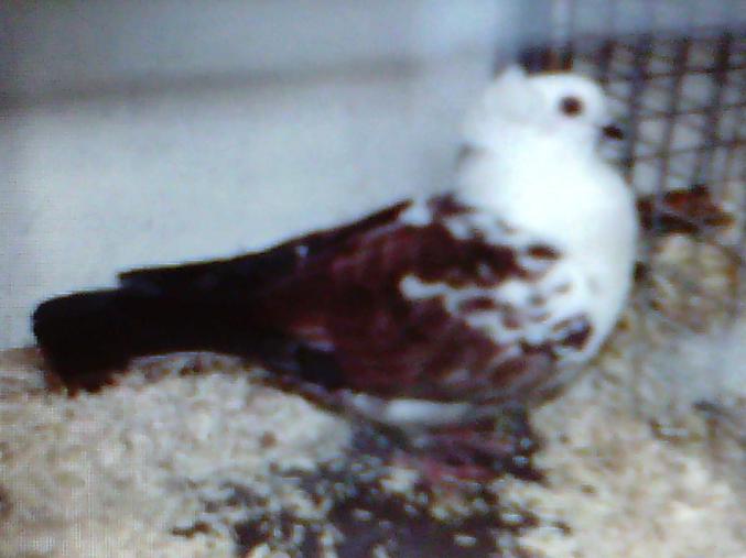 Un éleveur amateur passionné vous propose de Magnifiques Pigeons élevés en volières extérieures