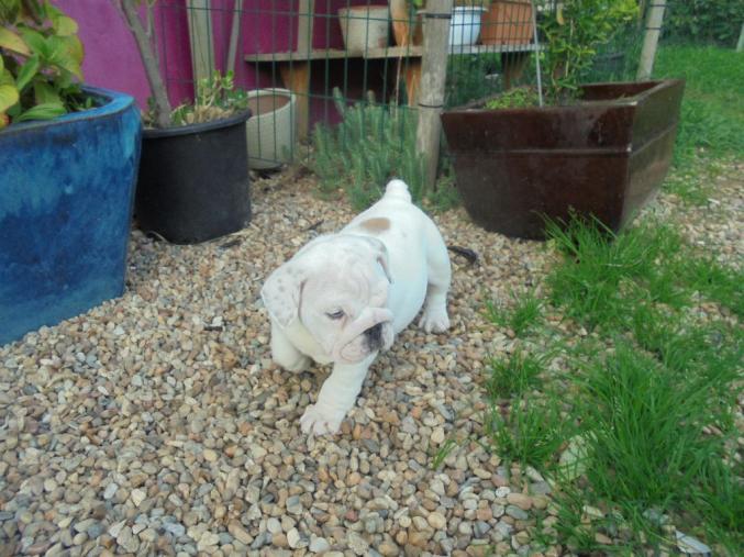 Jolie bouledogue anglais femelle A DONNER