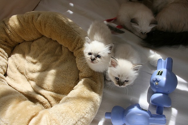 Bébés Siamois maintenant pret pour leurs nouveau foyers