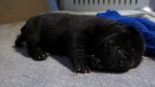 Vends adorables chiots type Shar Pei