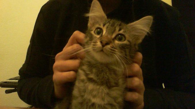 Chats et chatons à l'adoption