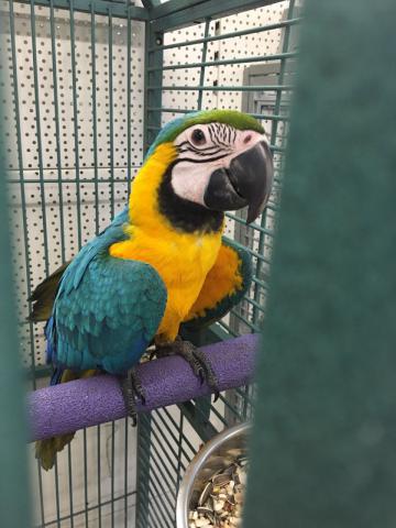 Perroquet Ara ararauna élevé main 2 ans