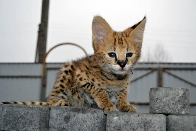 Chatons Serval et savannah, mâle et femelle.