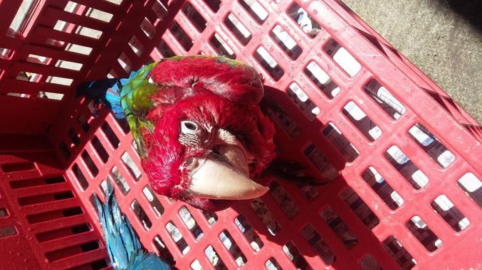 Magnifique perroquet ara macao (ara rouge)