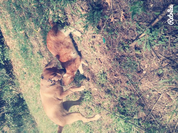 Donne petite chienne contre bon soin 