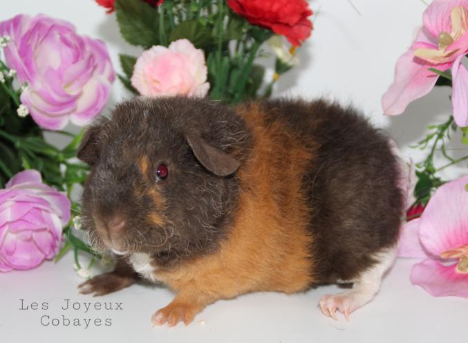 Cochon d'Inde US Teddy