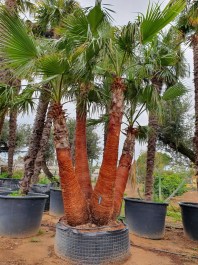  arbustes pierre rocher palmier érable bambous photinias oliviers plateau ent