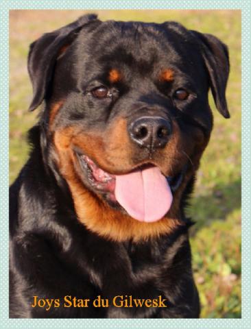 Saillie rottweiler