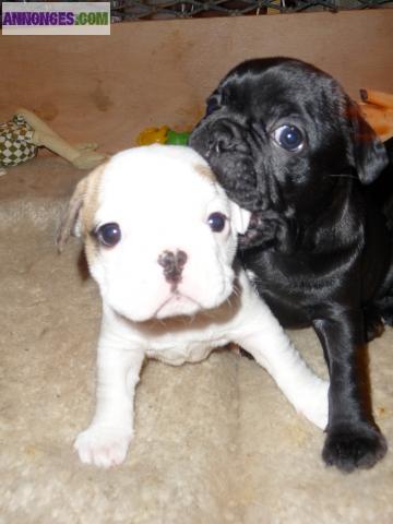 Chiots Bouledogue Francais