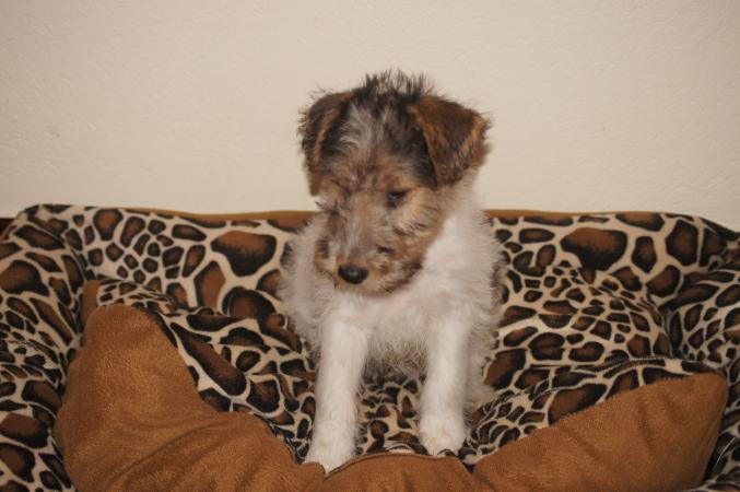 Chiot Fox terrier poil dur LOF