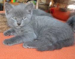 Magnifiques chatons chartreux Loof