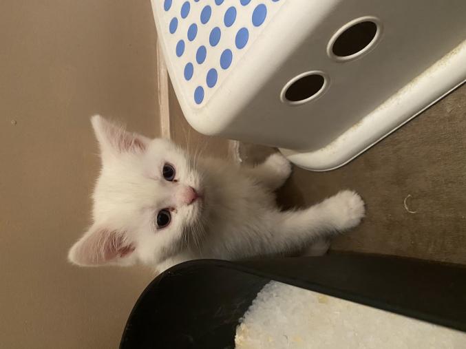 Chaton persan croisé 