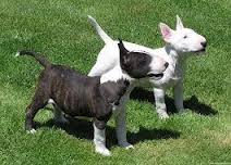 Superbe chiots Bull Terrier Miniature LOF