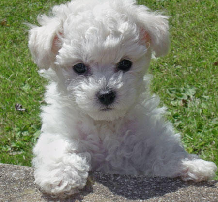 Bichons Frisé
