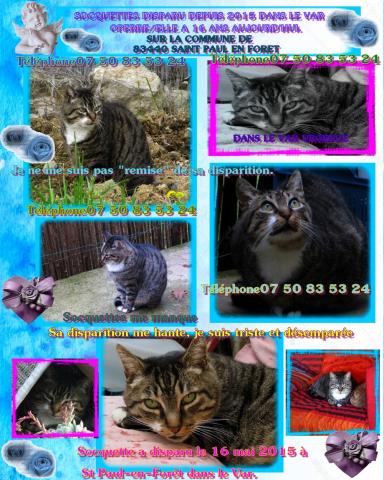 Chatte tigrée perdue dans le VAR