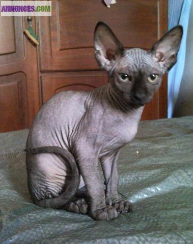 Chaton sphynx