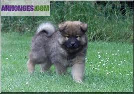 Chiots Eurasier LOF à réserver