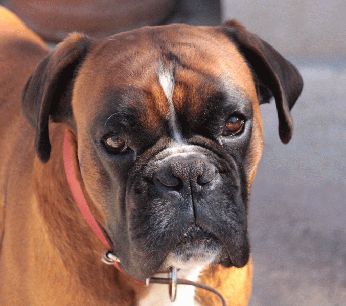 Beau boxer cherche copine pour faire de beaux bébés