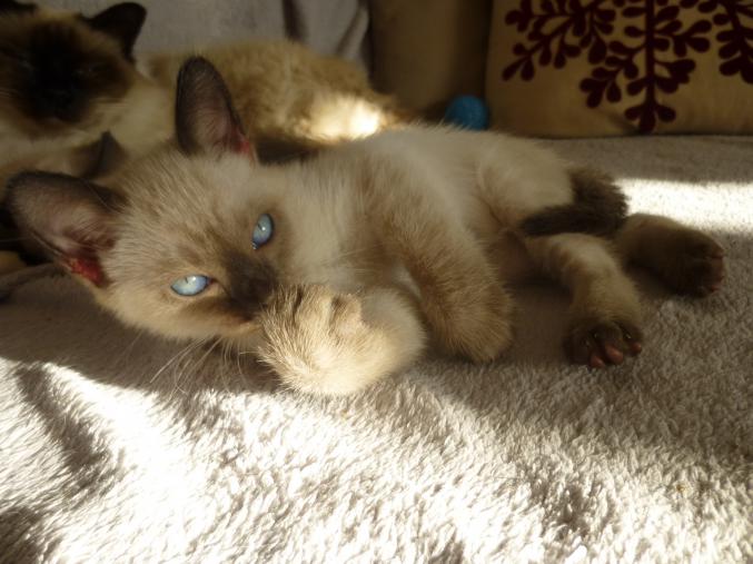 A réserver adorable Chaton Siamois Mâle