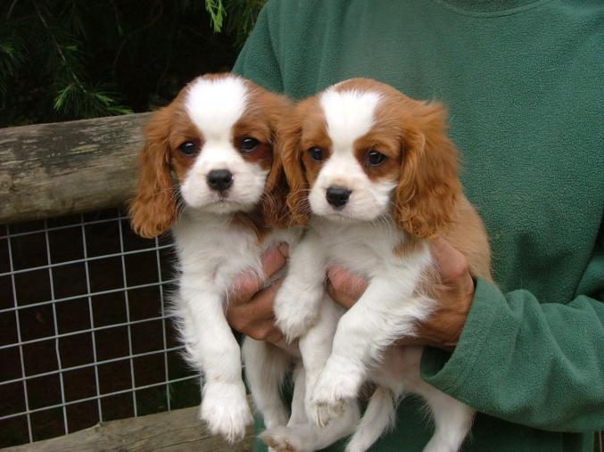 Chiots type Cavalier King Charles