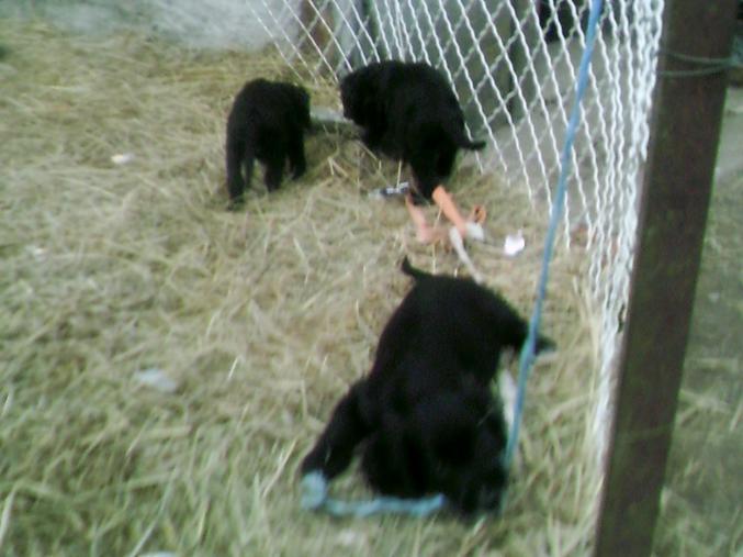 Chiot cocker  croiser golden