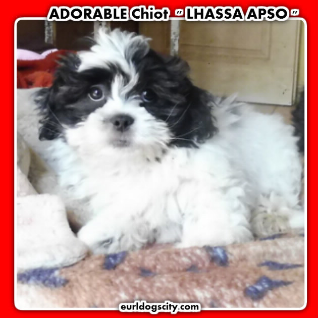 SPLENDIDE Chiot LHASSA APSO