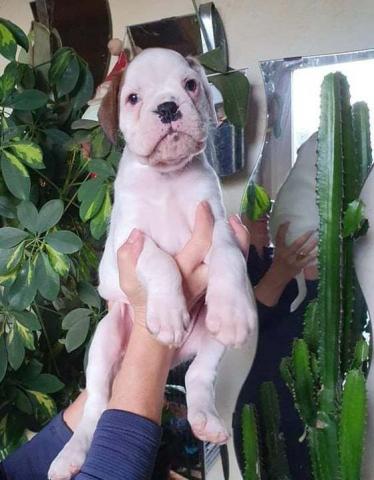 Chiots Boxer français  LOF