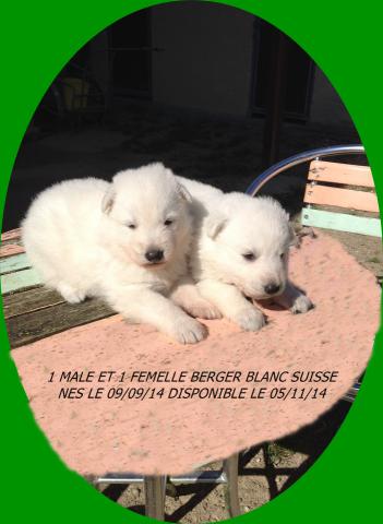 Chiots Berger blanc suisse